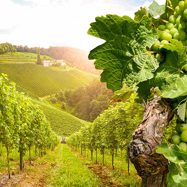 Carol Voyages - Agences de voyage - Europe - Voyage en Italie