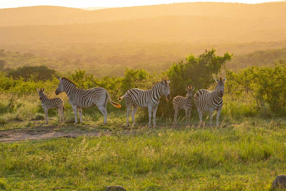 Selectour Carol' Voyages Nous vous ferons aimer le monde afrique du sud hluhluwe
