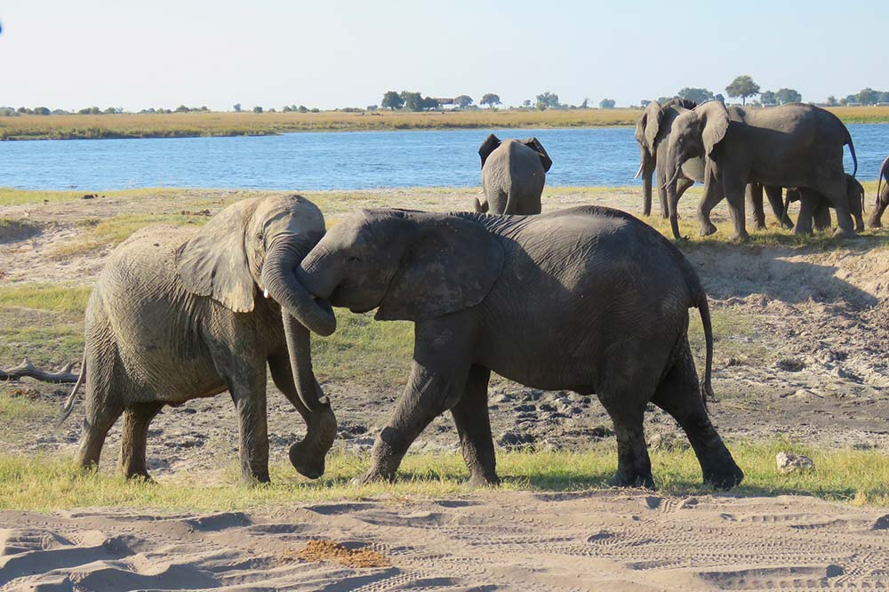 Selectour Carol' Voyages Nous vous ferons aimer le monde botswana parc chobe