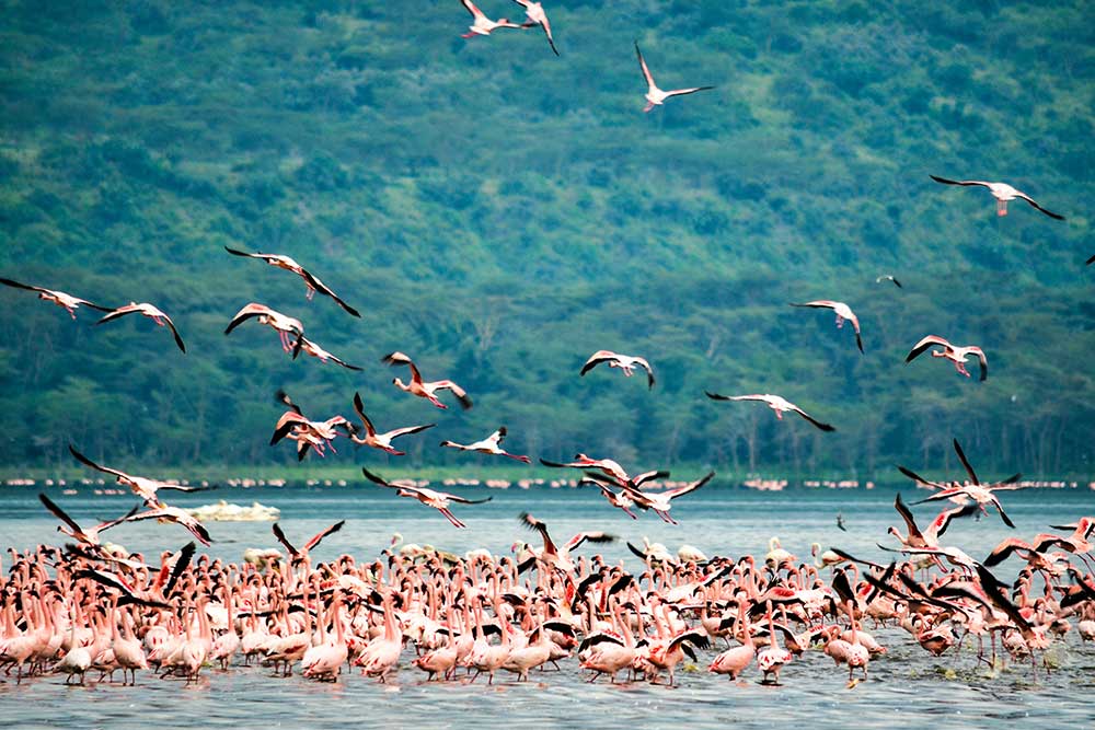 Selectour Carol' Voyages Nous vous ferons aimer le monde kenya nakuru