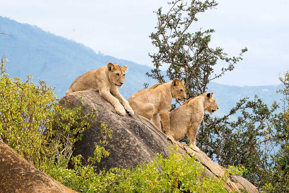 Selectour Carol' Voyages Nous vous ferons aimer le monde kenya tsavo