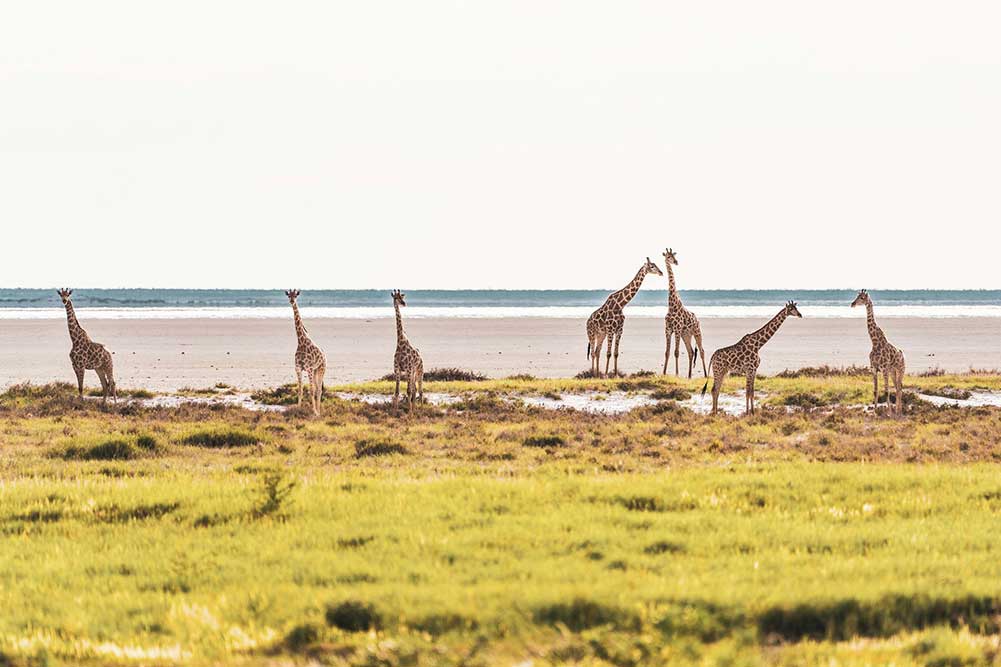 Selectour Carol' Voyages Nous vous ferons aimer le monde namibie etosha