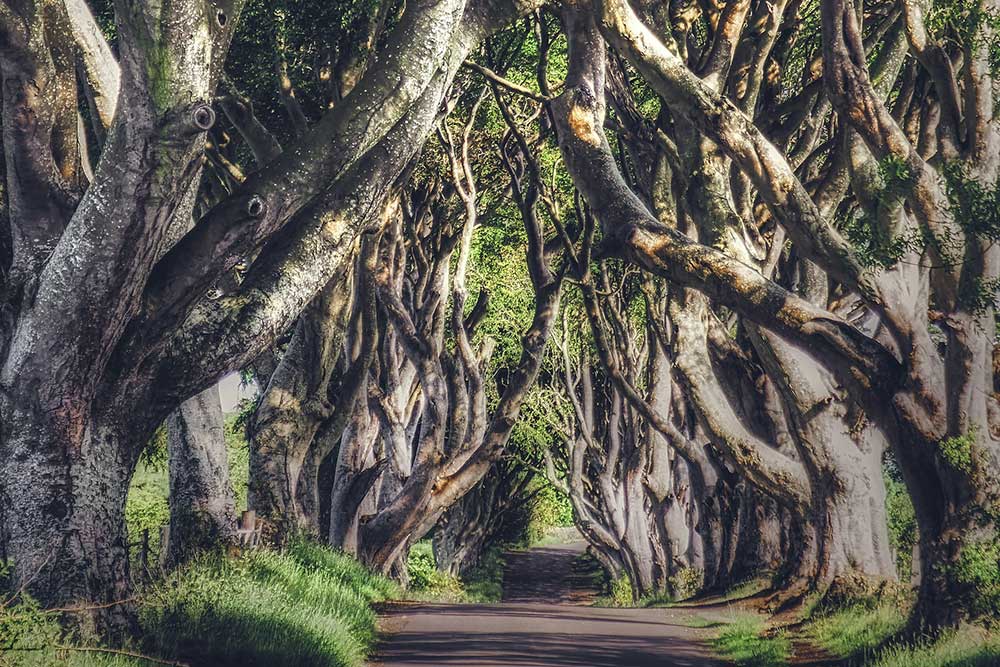 Selectour Carol' Voyages Nous vous ferons aimer le monde irlande the dark hedges