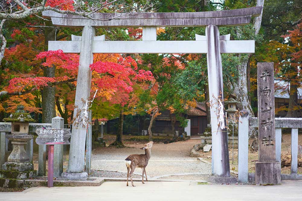 Selectour Carol' Voyages Nous vous ferons aimer le monde japon nara 3