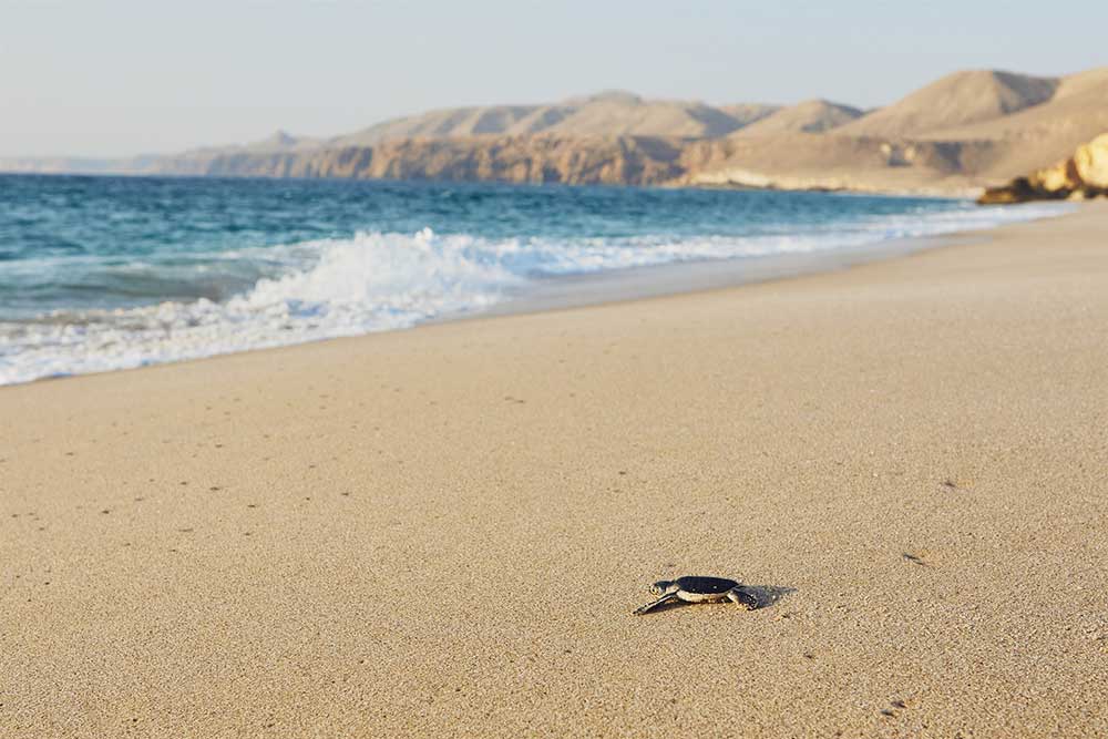 Selectour Carol' Voyages Nous vous ferons aimer le monde oman ras al jinz