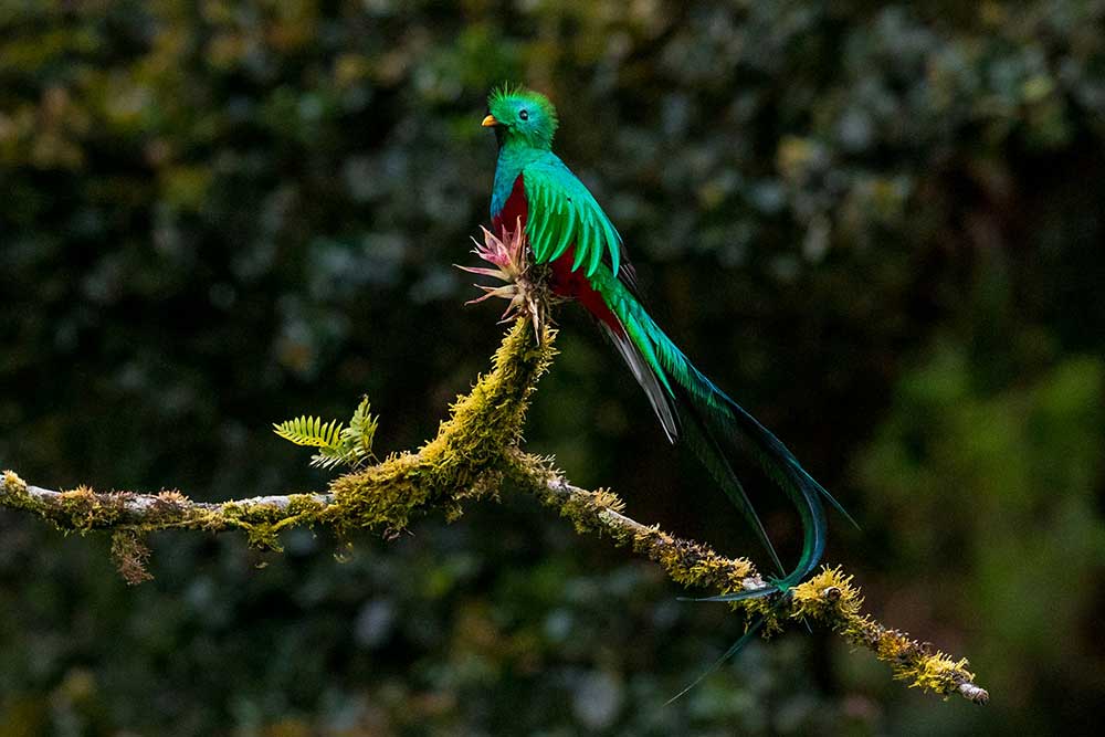 Selectour Carol' Voyages Nous vous ferons aimer le monde costa rica san gerardo de dota