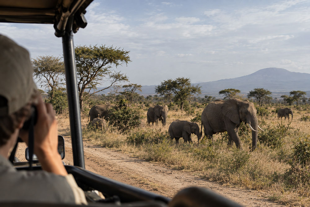 Vous partez en Tanzanie voir des animaux. Vous allez surtout apprendre à attendre.